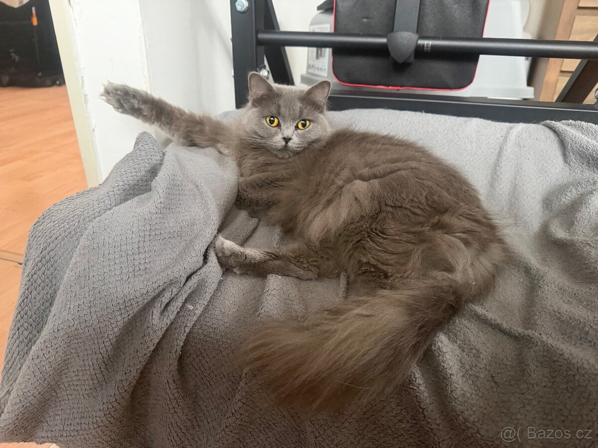 Britská koťata - 14