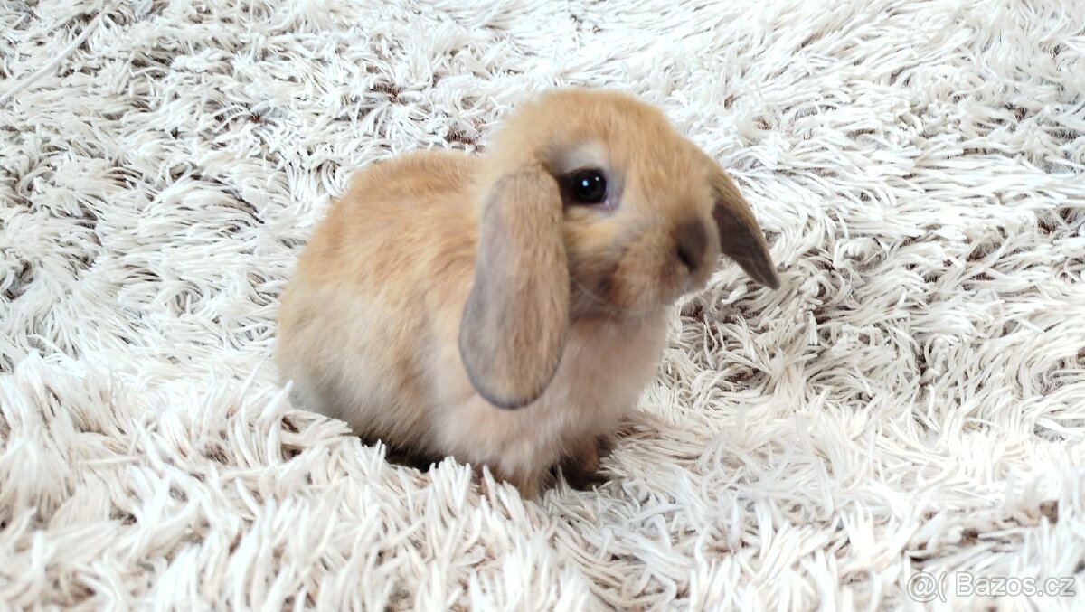 Zakrslý beránek, králíček, králík - JIJI - 14