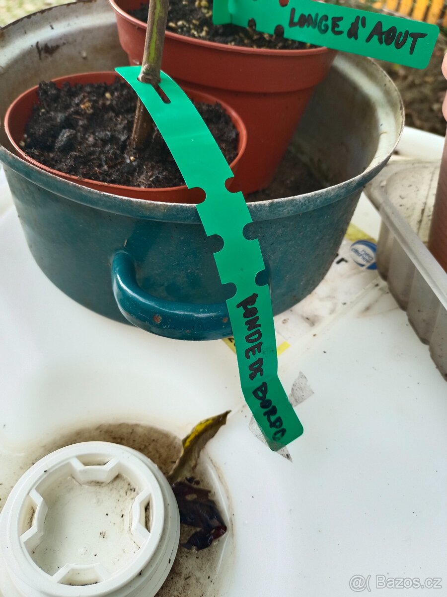 Fíkovníky Hardy Chikago, Ronde de Bordeaux 280Kč - 14