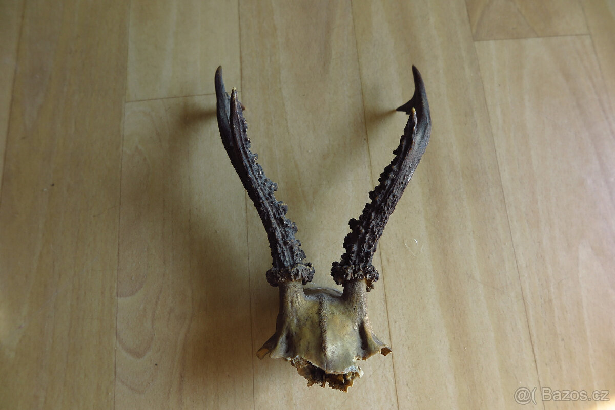 Srnčí parůžky - 14
