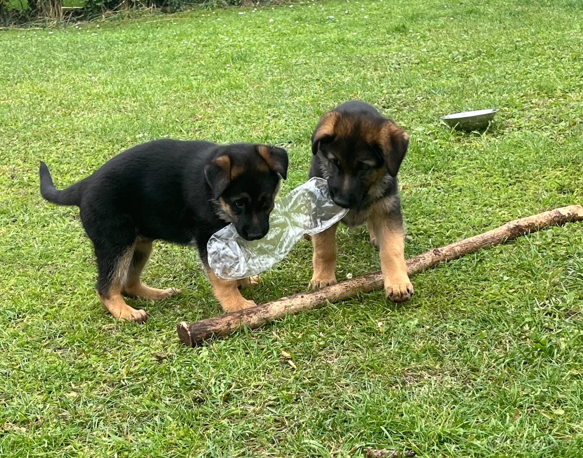 Německý ovčák - štěňata s PP - 14