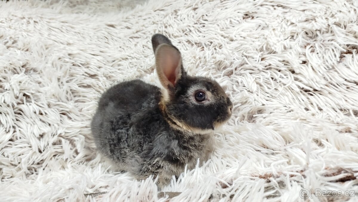 Zakrslý králík, králíček-(REX)-DAISY - 14