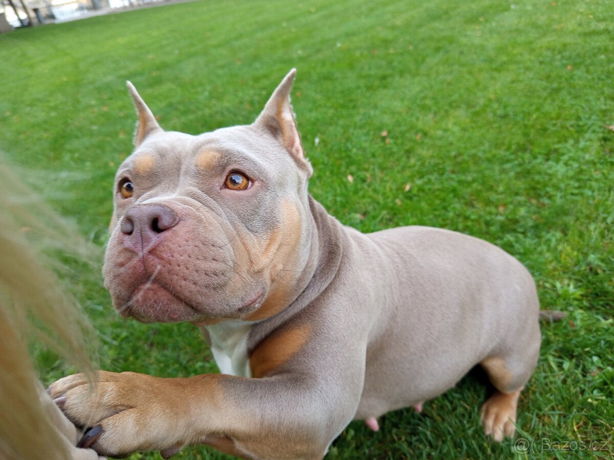 Štěňátka American bully pocket s PP - 14