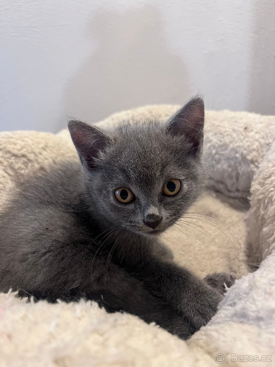 Britská modrá koťátka - 14