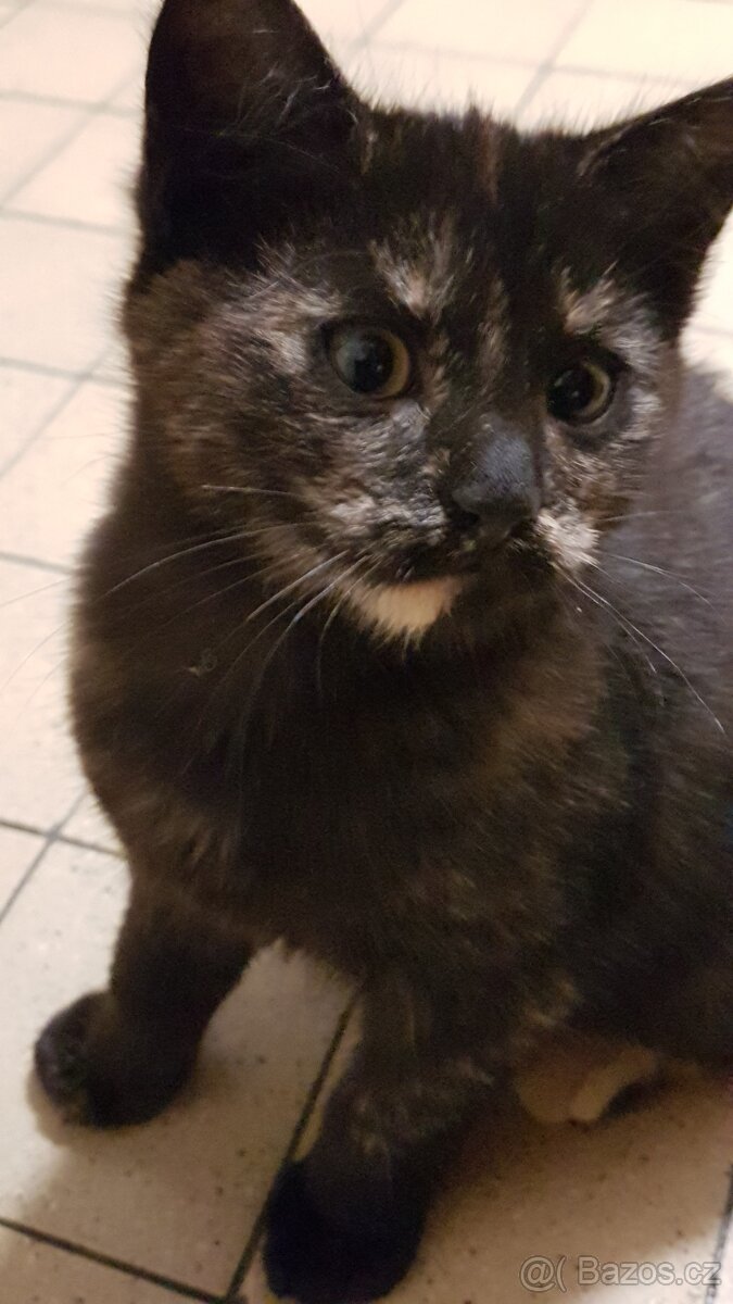 Darujeme koťátka - 14