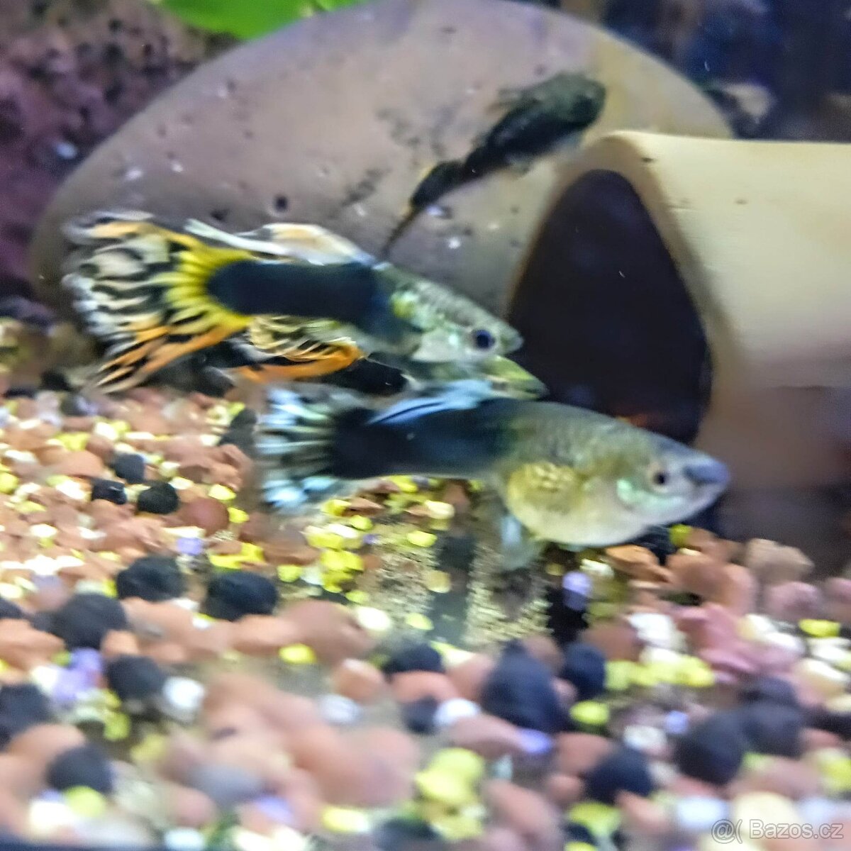 Paví očka Guppky Prachaticko 100 ks - 14