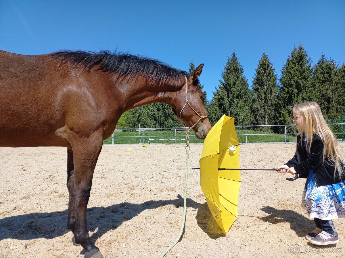 Appaloosa klisna - 14