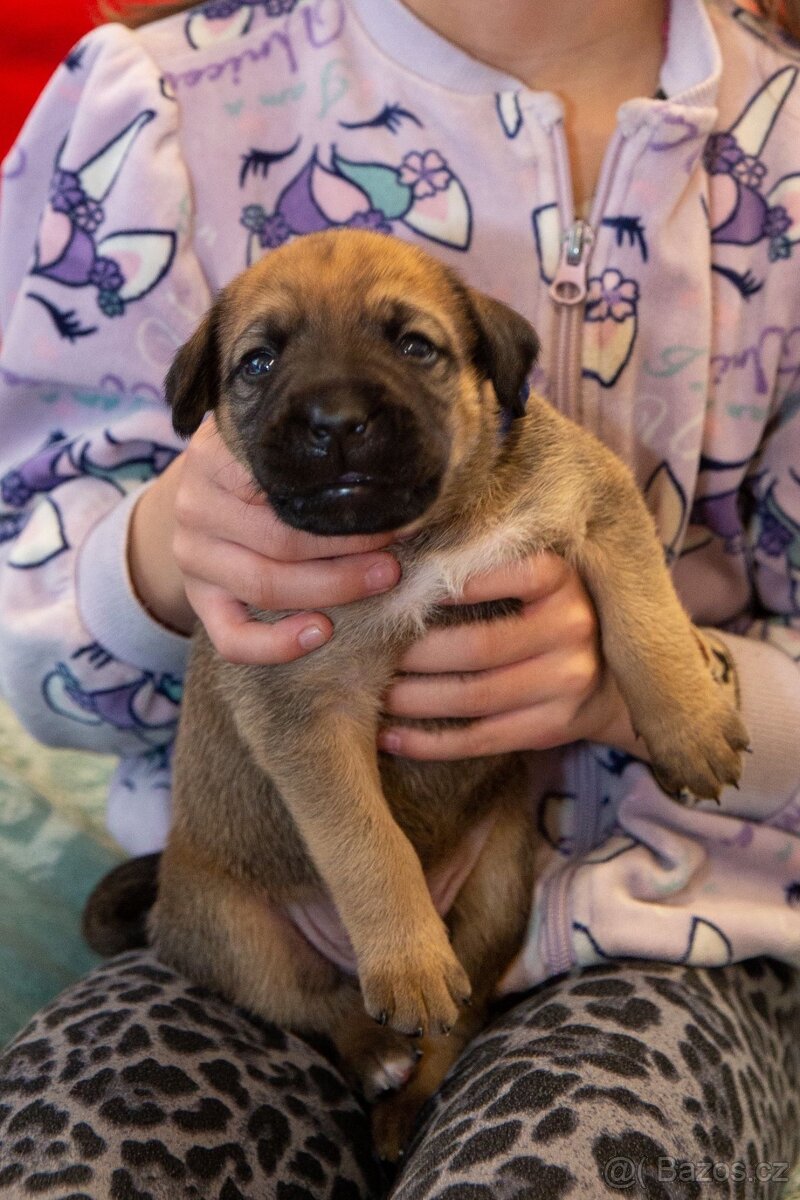 Štěňata křížence - 14
