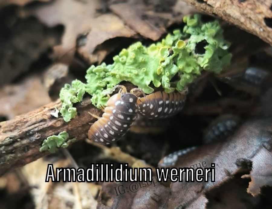 Isopody, chvostoskoci, mnohonožky, burzy, posílám - 14