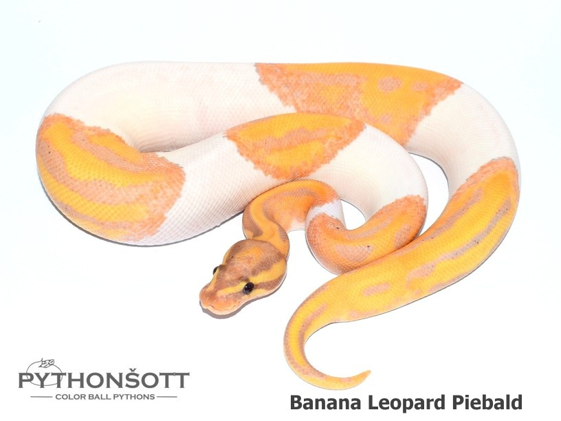 Mláďata Krajty královské - Python regius - 14