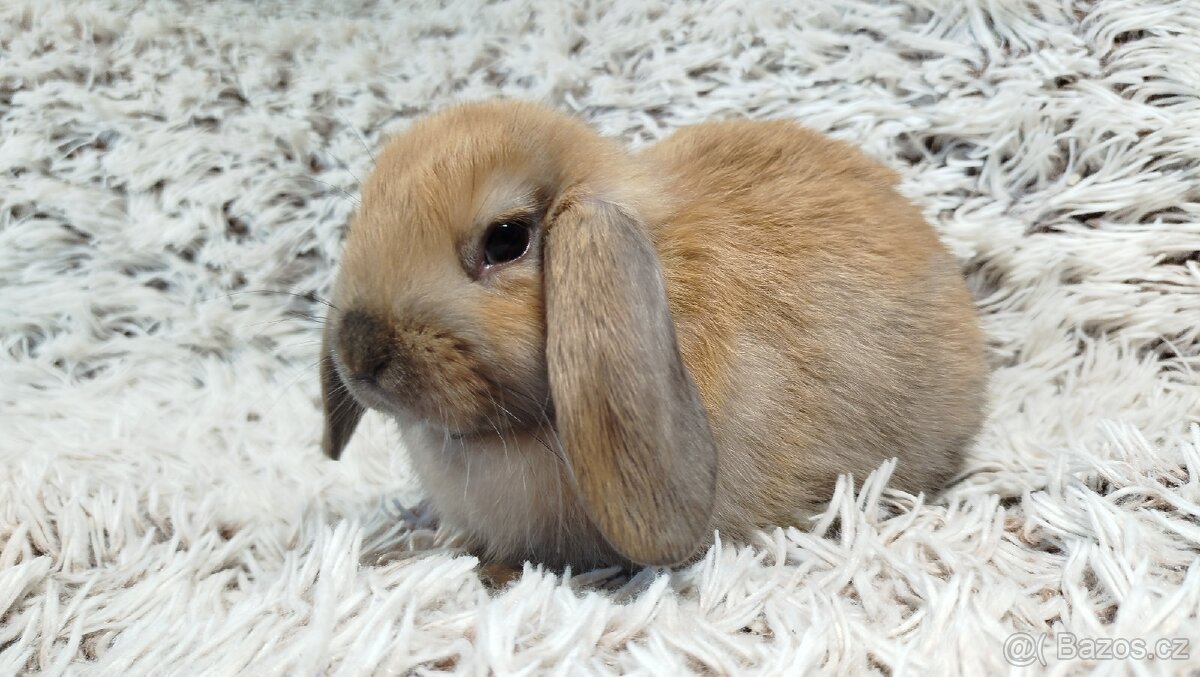 Zakrslý beránek, králíček, králík - JIJI - 14