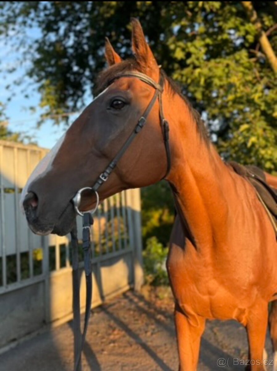 A 1/1 a český teplokrevník - 14