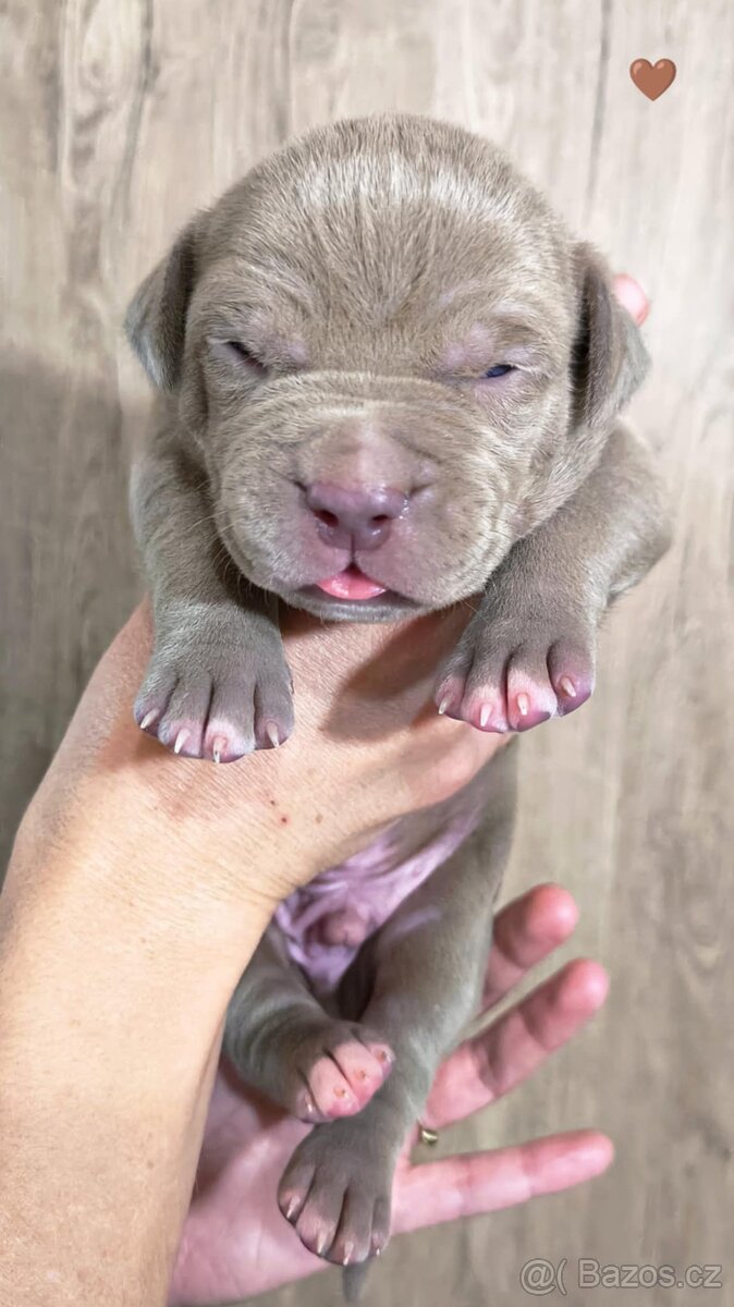 American Bully XL (reg. ABKC) Modrá a Šampaň štěňátka - 14