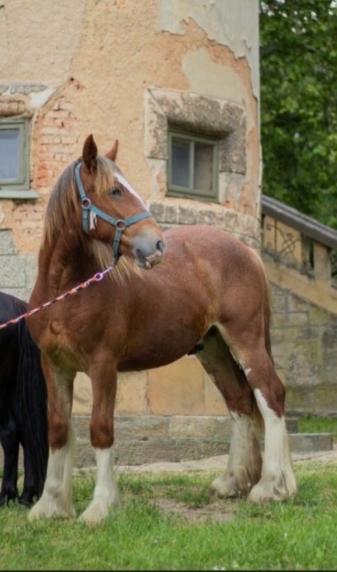 Drum horse hřebec, matka Shire horse, otec irský cob - 14