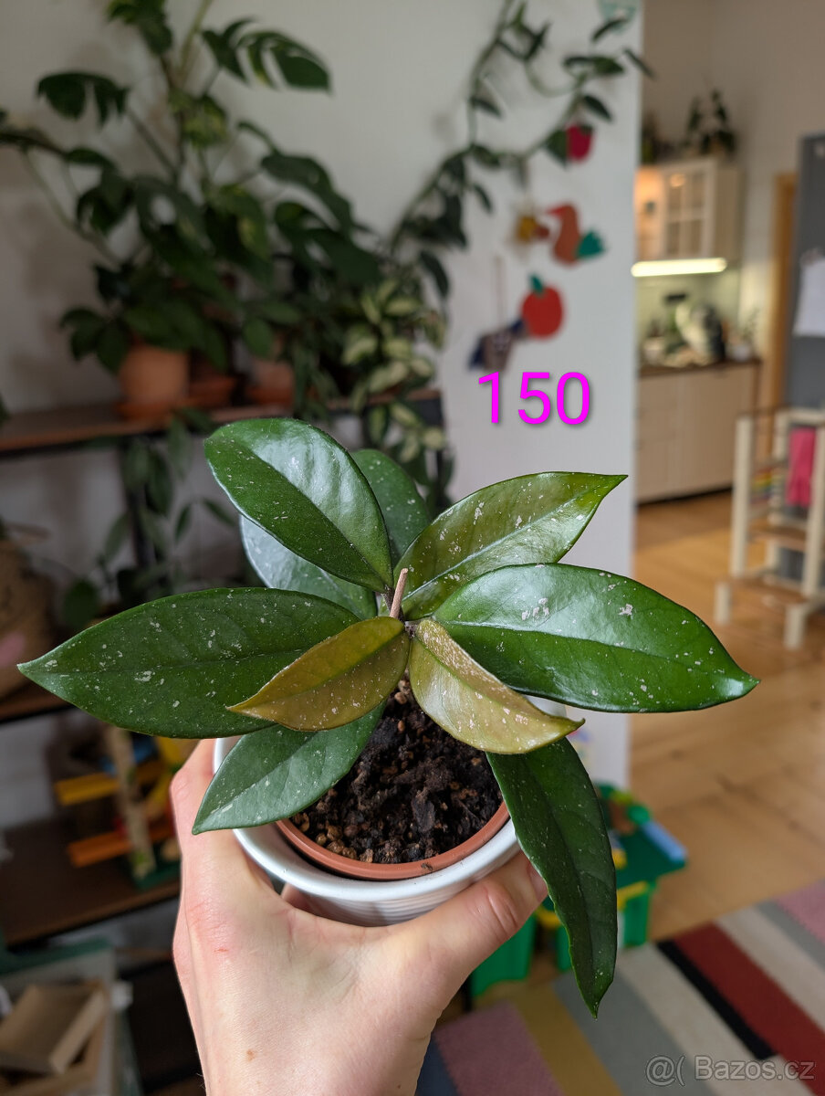 Pokojové rostliny - 14