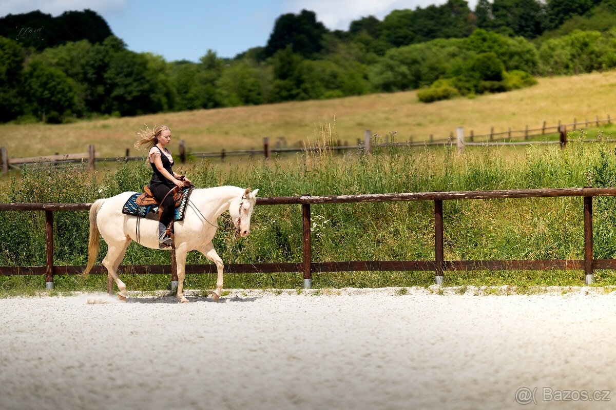 Cremello klisnička s odznaky s reining/cutting původem - 14