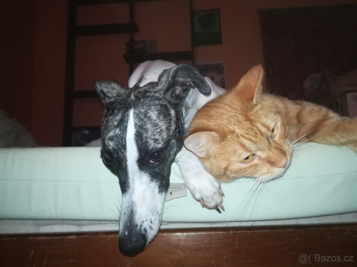 Whippet štěňátka bez PP po rodičích s PP ( FCI). - 14