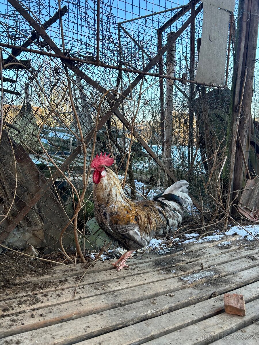Kohouti, kohout na chov - 14