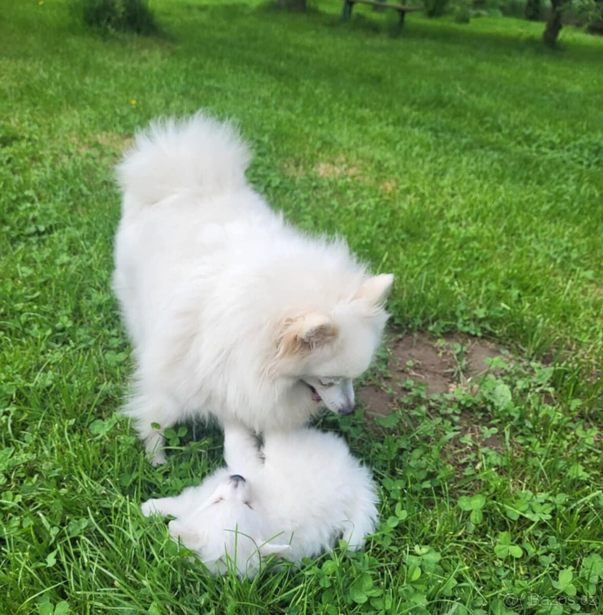 Stěně Špic Pomeranien - 14