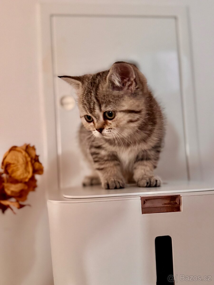 Skotská klapouchá kočka, scottish straight s PP - 14