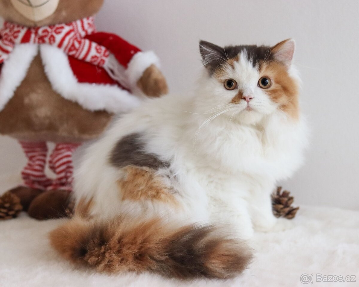 Britská koťátka s PP - 14