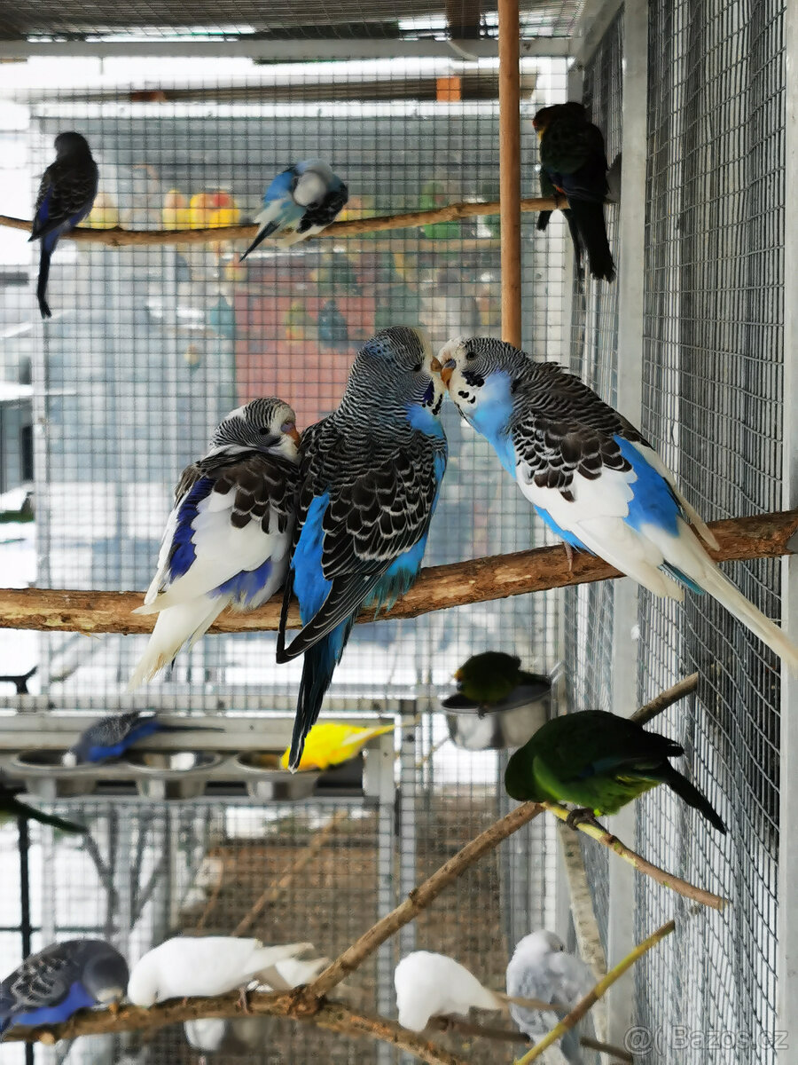 Andulka vlnkovaná 2025 po výstavních rodičích - 14