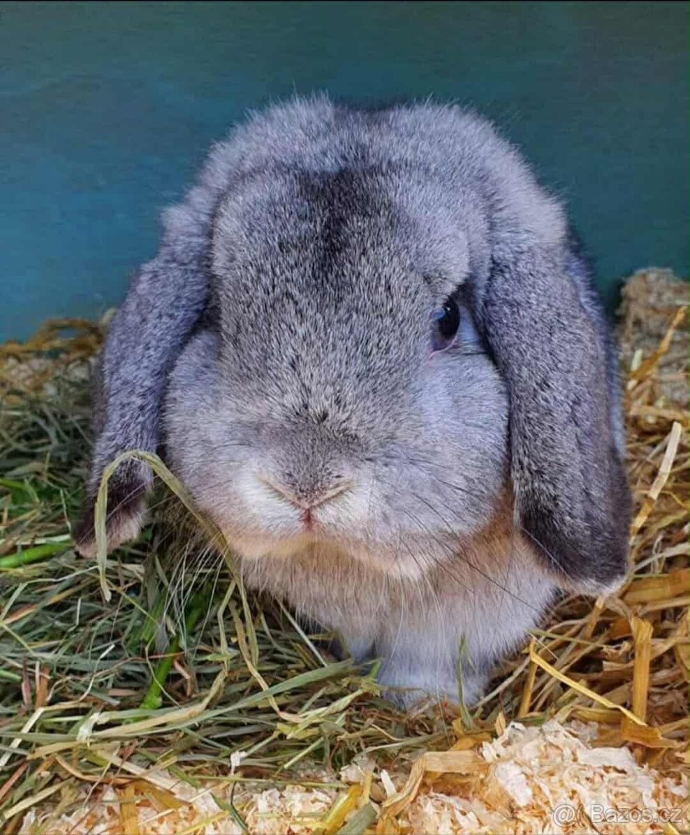 Samička Zakrslý Beránek MiniLop ❤️ - 14