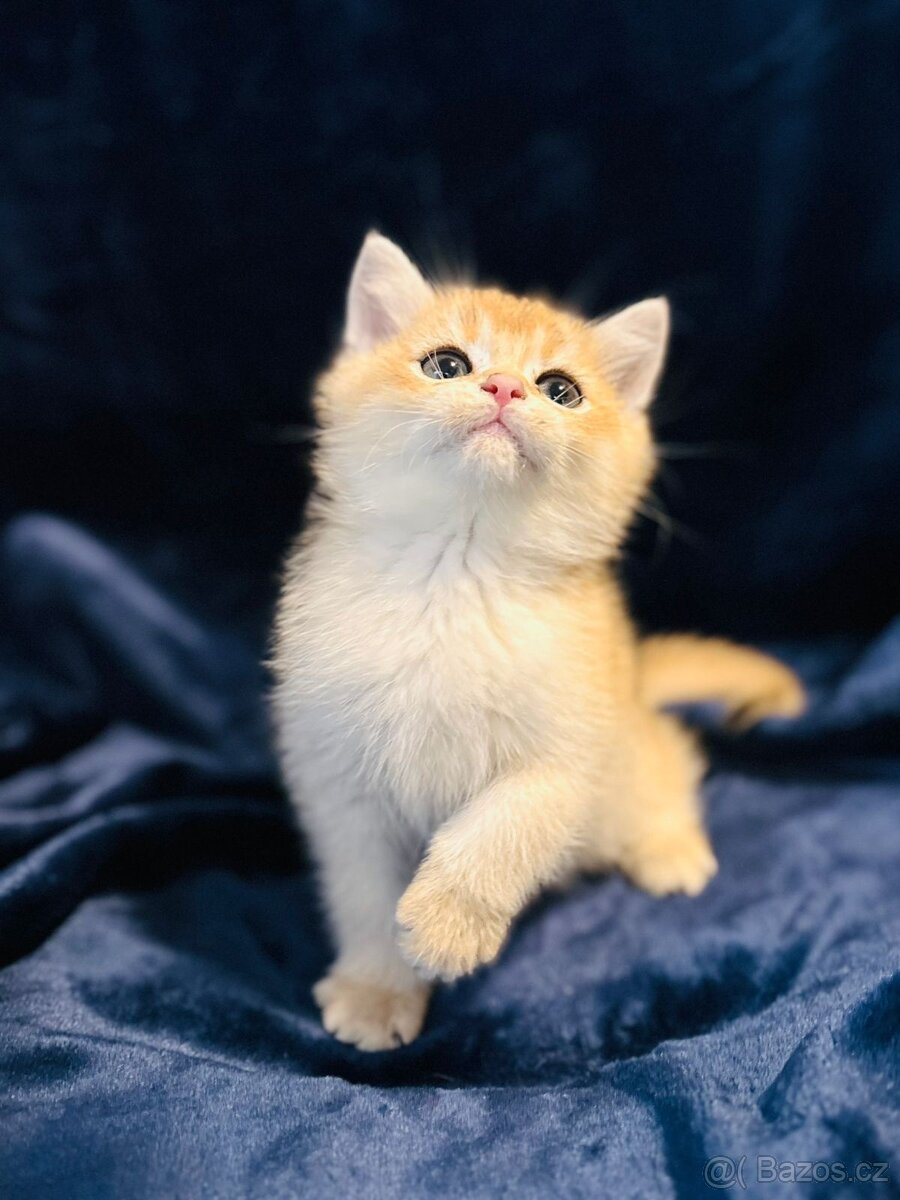 Britská koťáta zlaté činčily s PP pro chov k odbery hned - 14