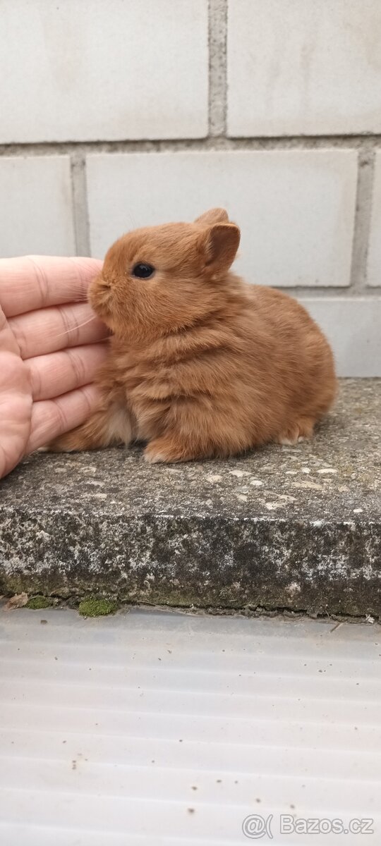 Zakrslý červený králík - 14
