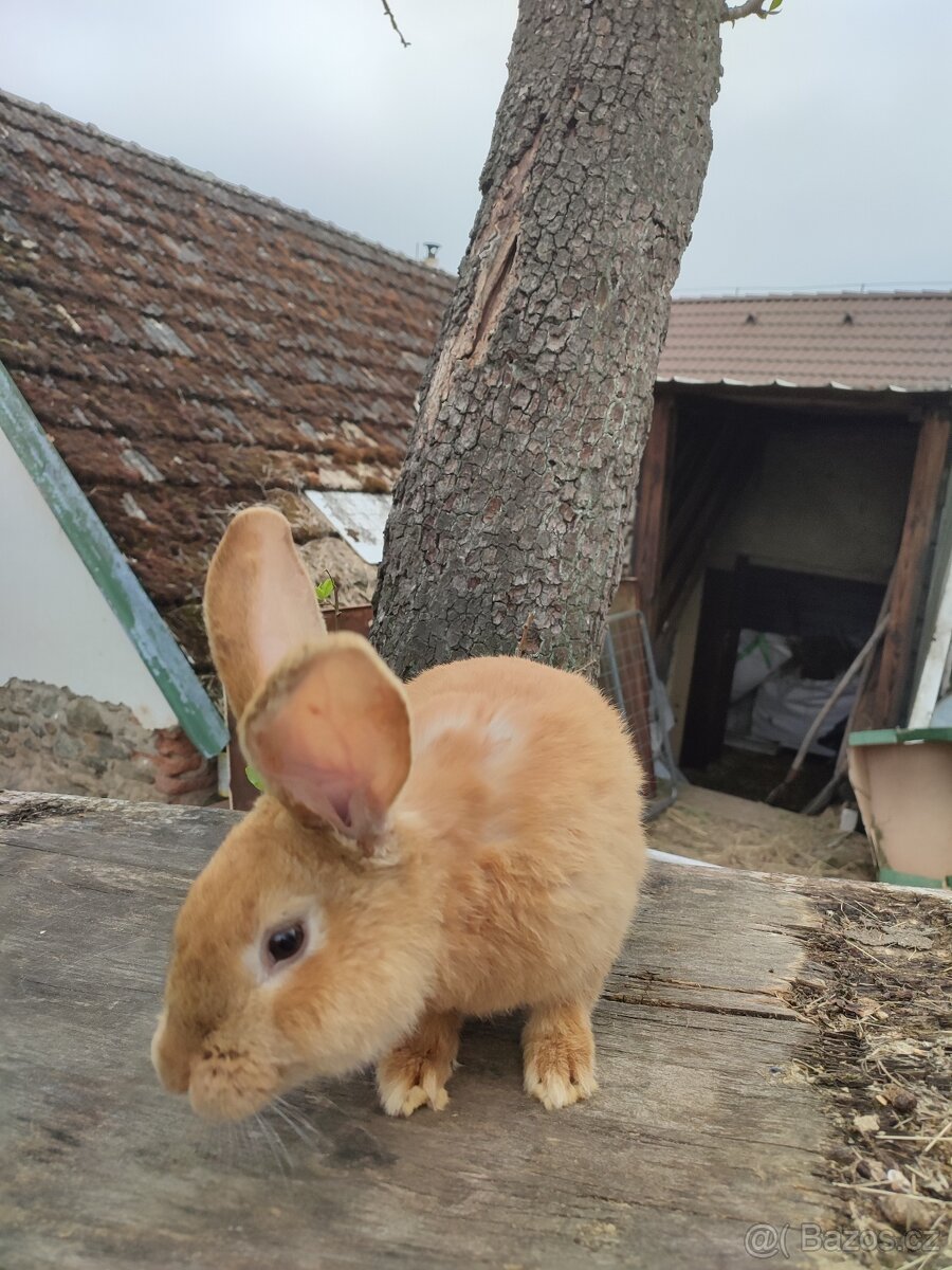 Prodej chovných samců - 14