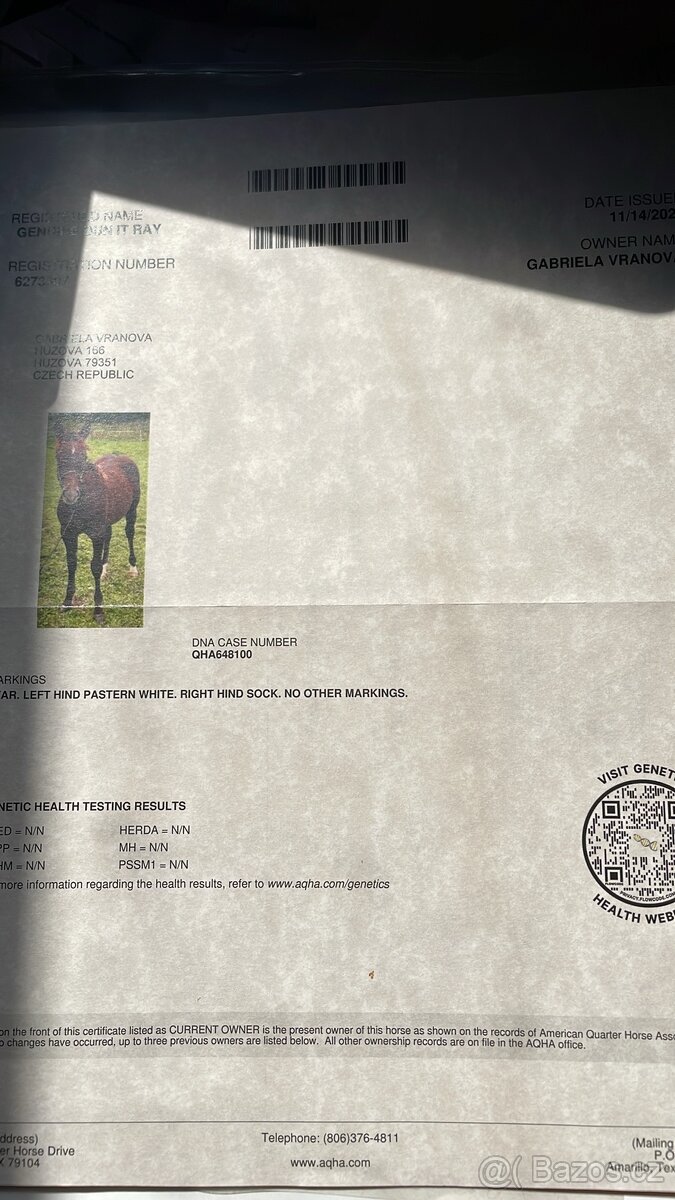 Quarter horse 2,5 roku . - 14