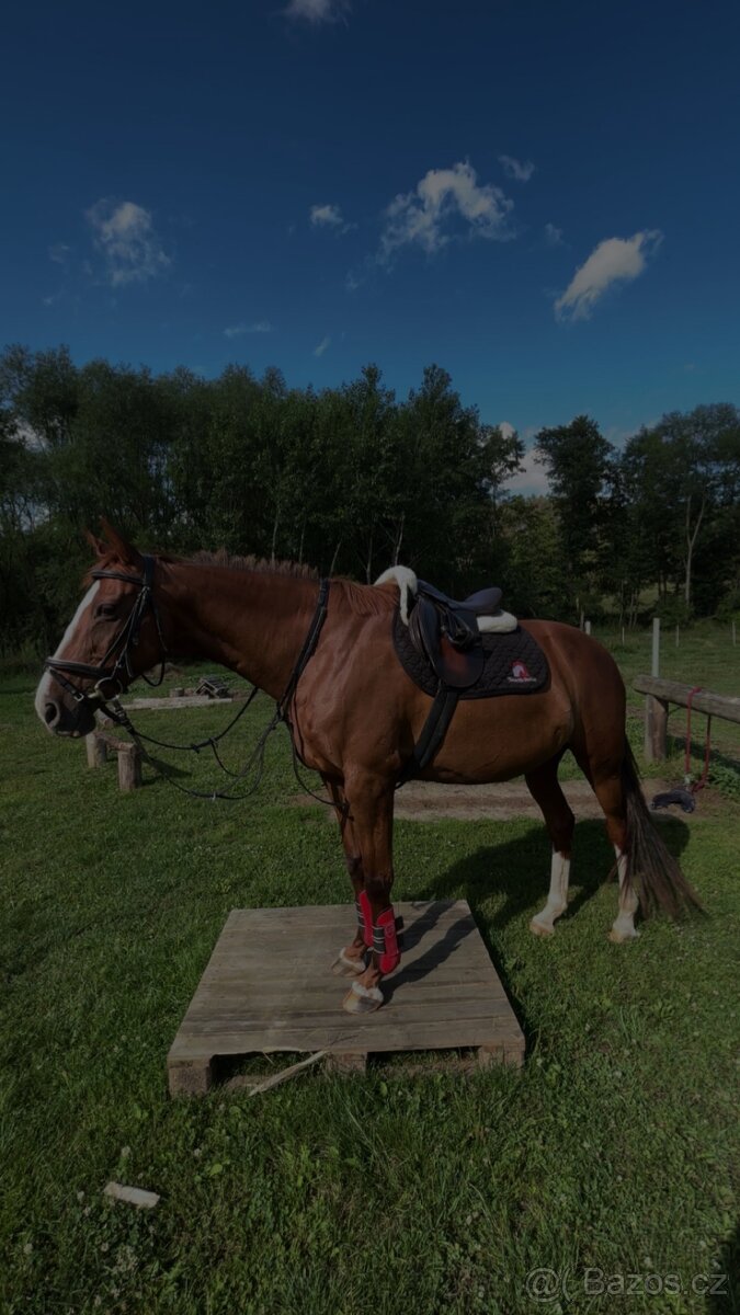 ČT kobyla 2012 - 14