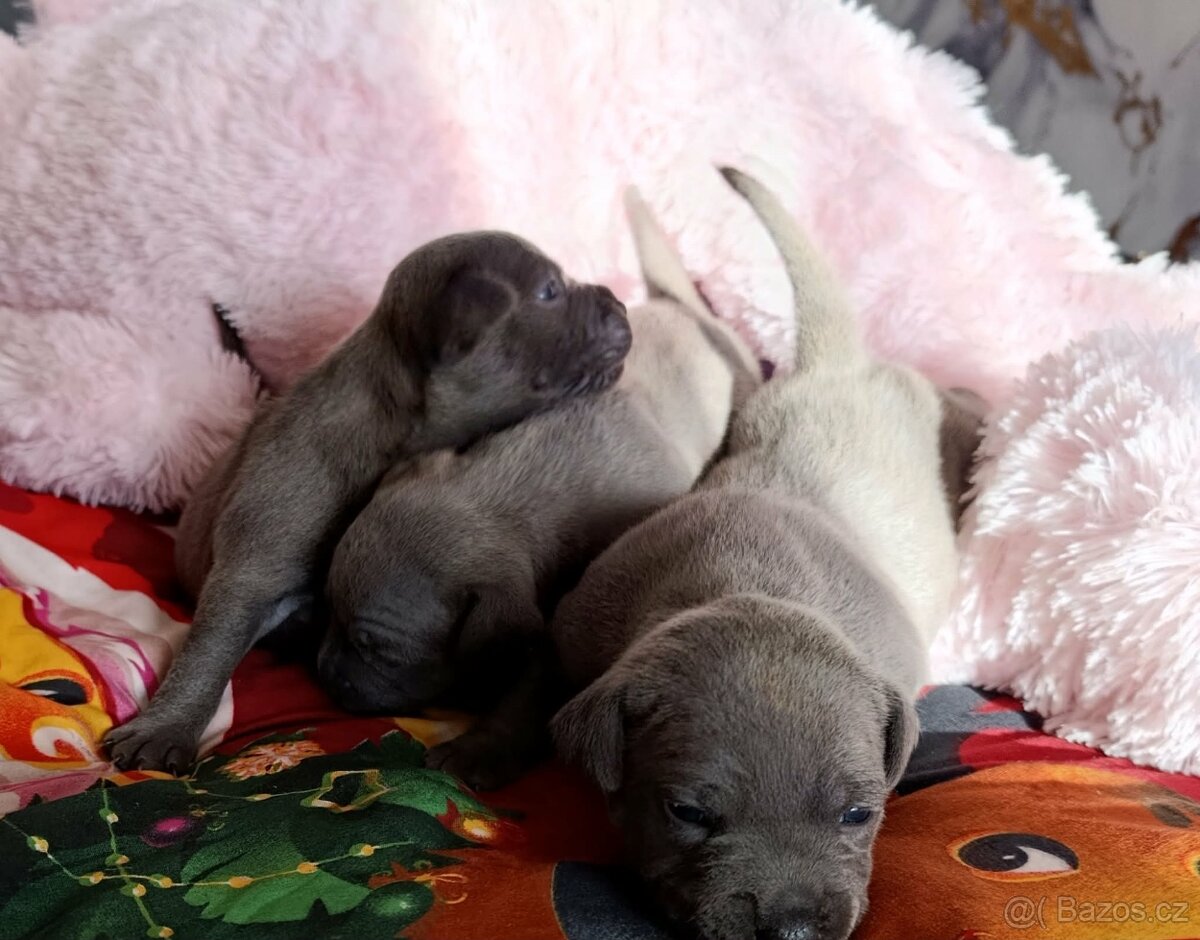 Stafordšírský bulteriér - 14