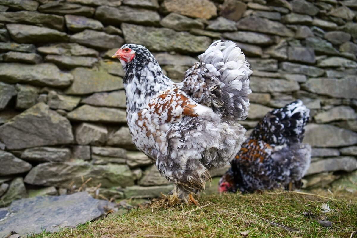 Brahmánky porcelánové 🥚🐣 (násadová vejce i kuřátka) - 14