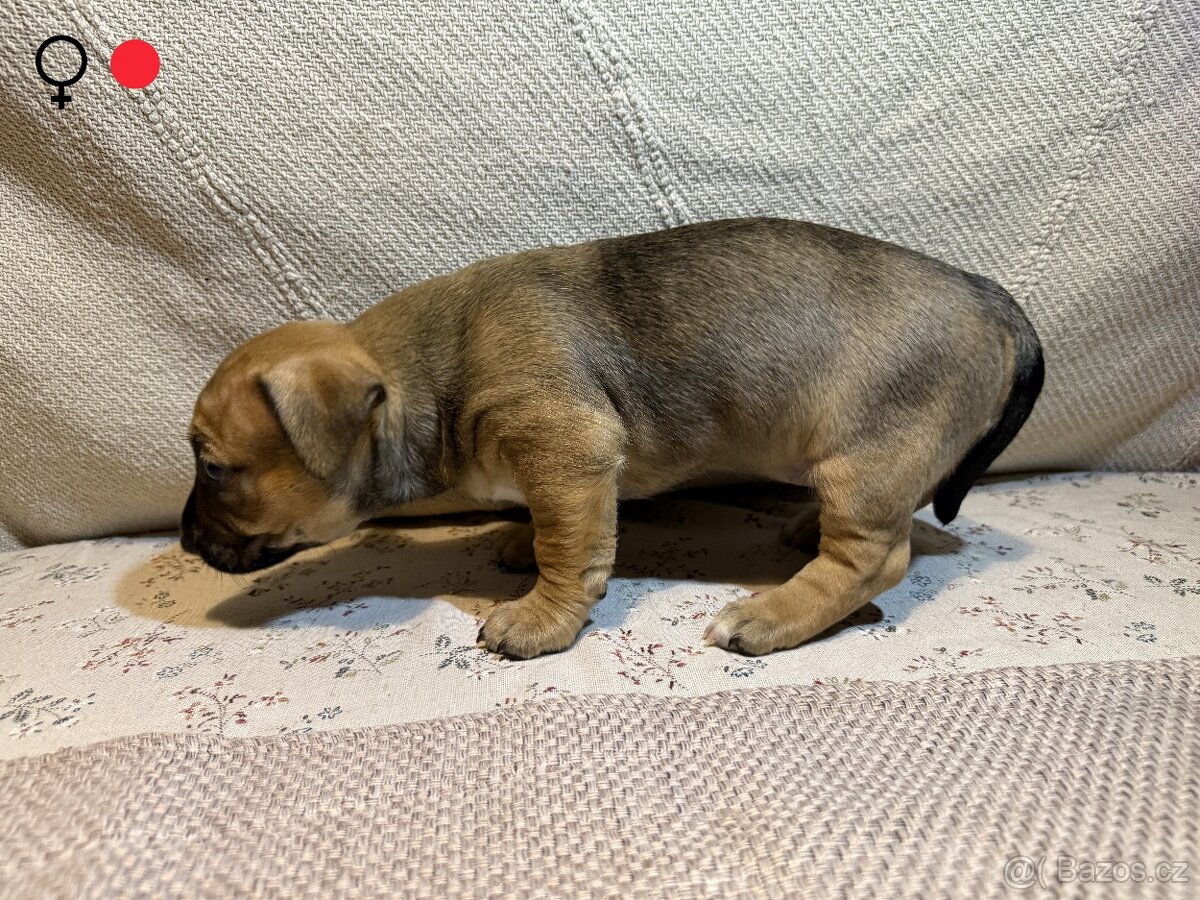 Štěně - 14