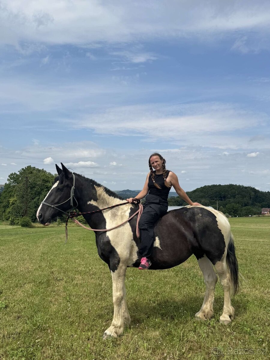 6 letá Barock Pinto - 14