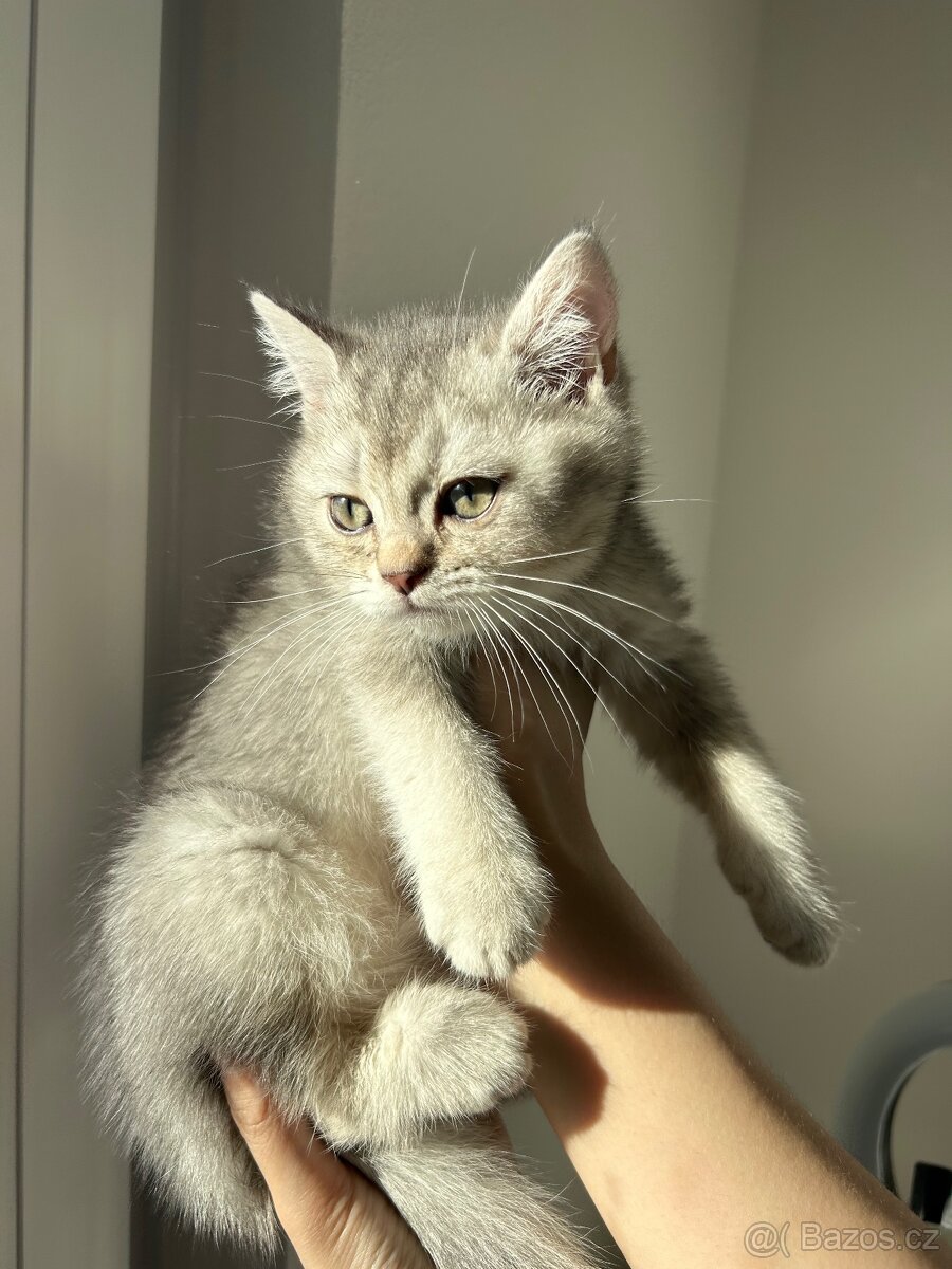 Skotská koťata - 14