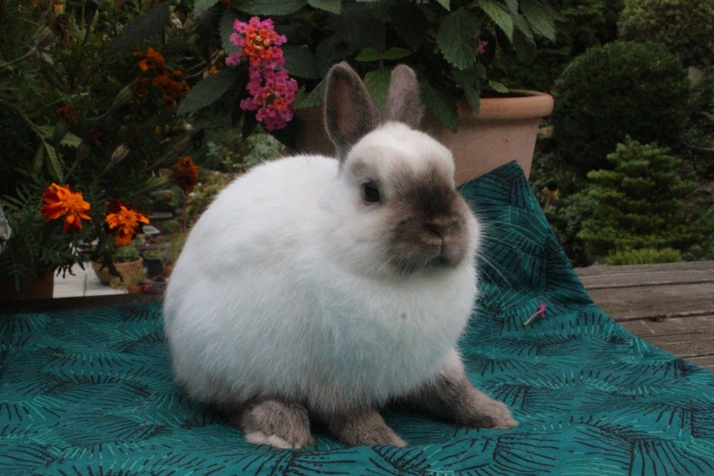 Zakrslý siamský žlutý méďa - 14