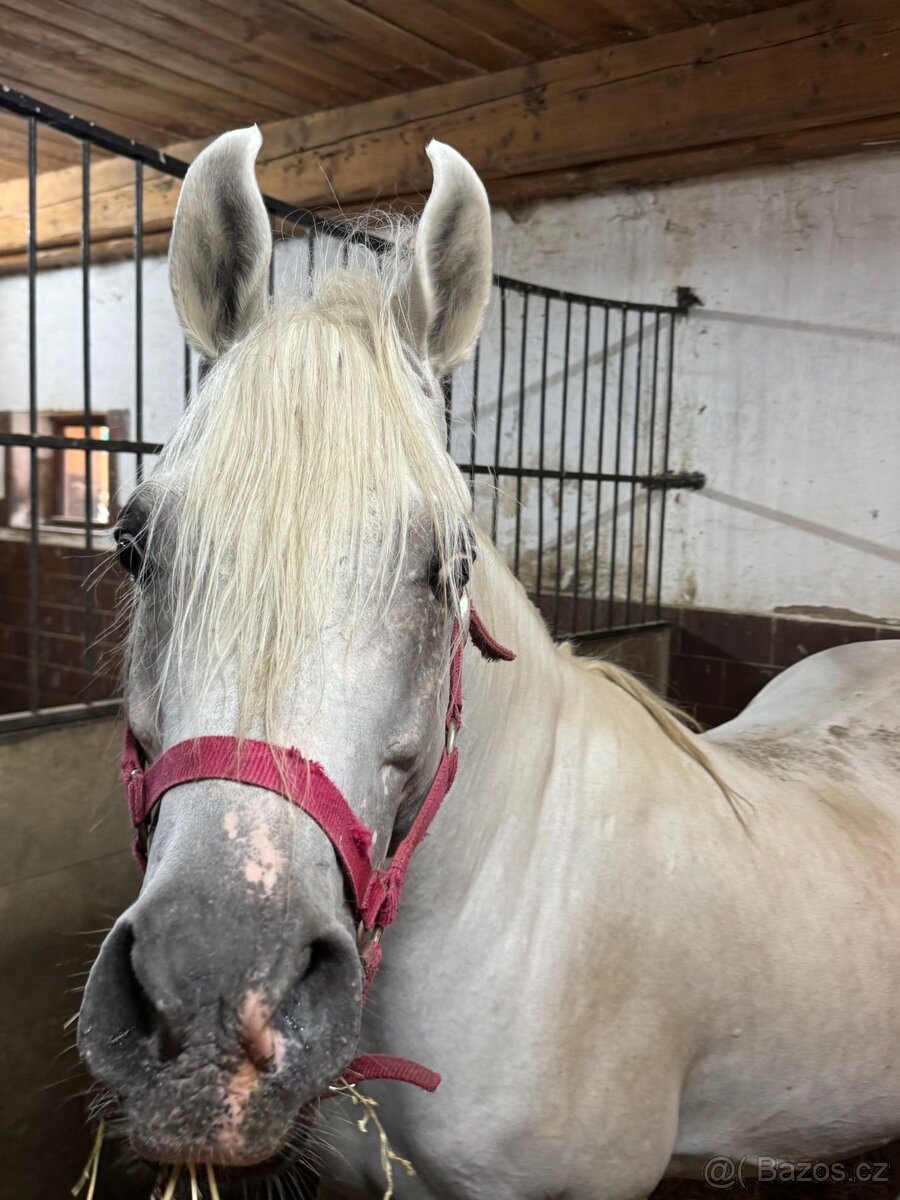 Plemeníci,kobyly arabských plnokrevníků - 14