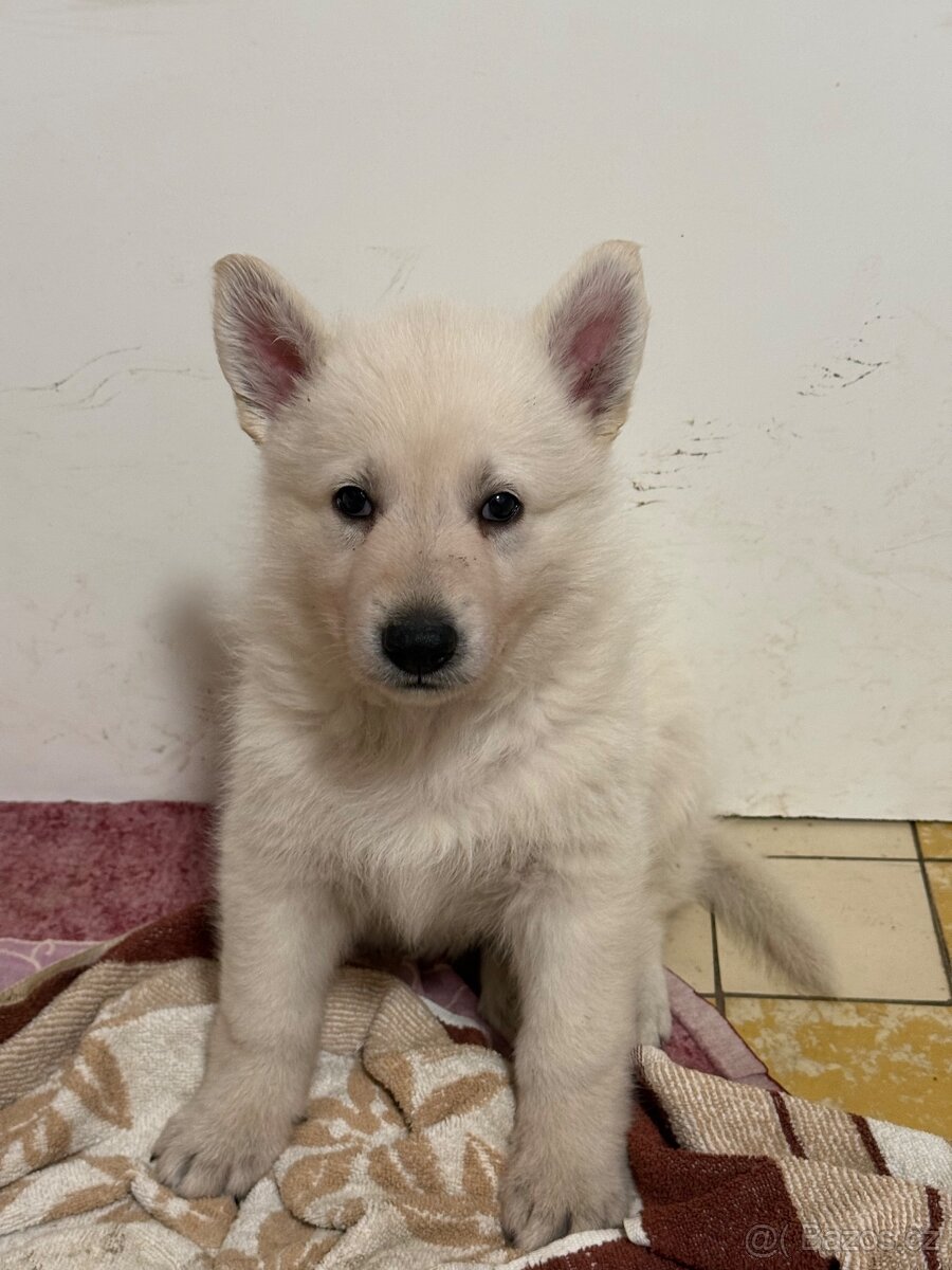 Bílý švýcarský ovčák s PP - 14