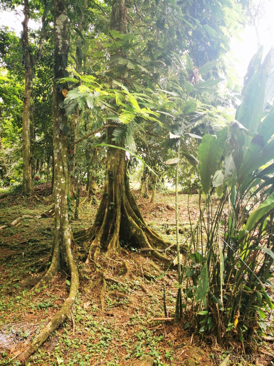 Pozemek s chatou Kostarika Heredia Sarapiqui - 14