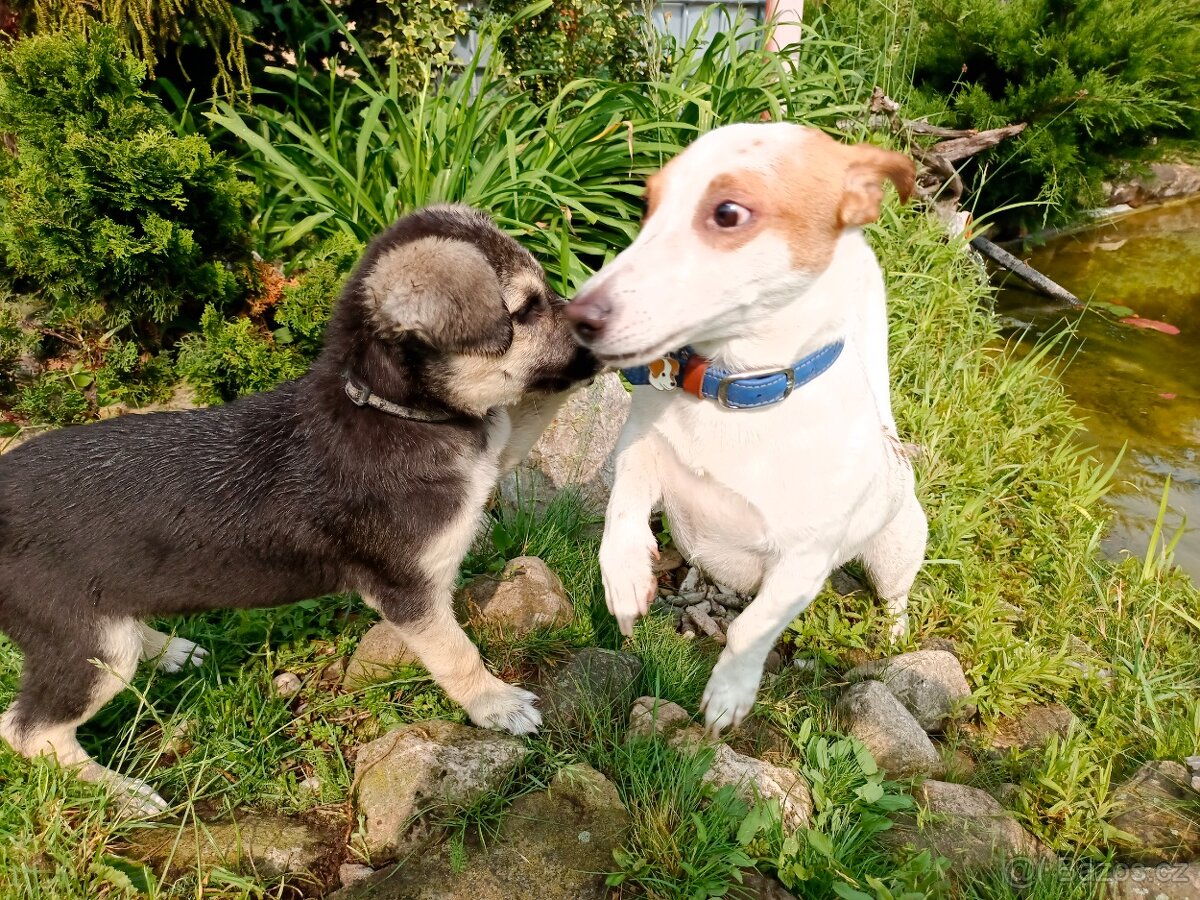 Hlídání psů - 14