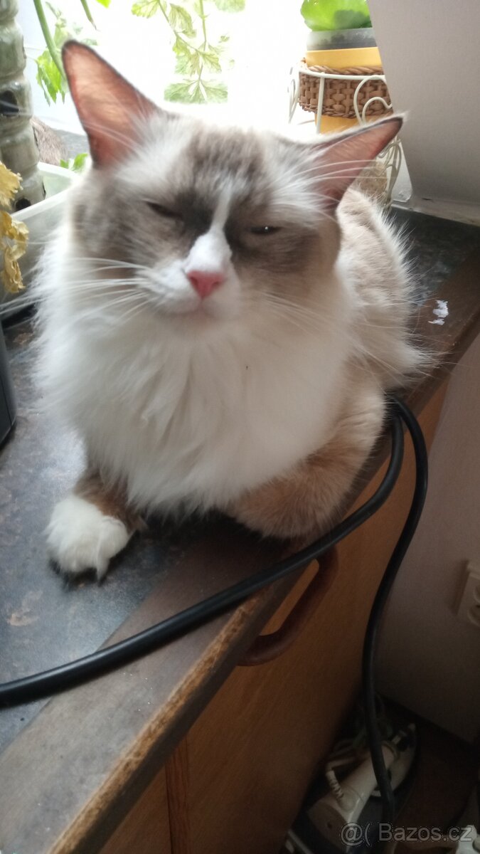 Kotátka Ragdoll bez PP - 14