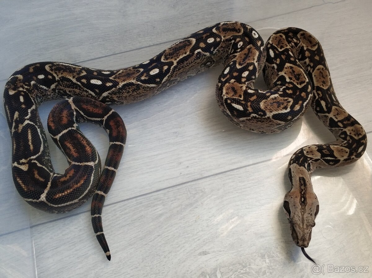 Boa imperator - DH Leopard VPI T+ Albino - 14