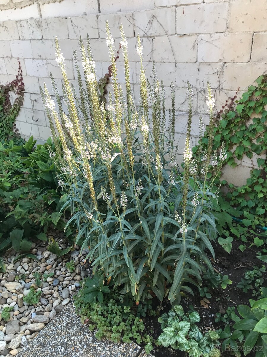 Trvalky a víceletky-LEN OSOBNÝ ODBER BRNO - 14