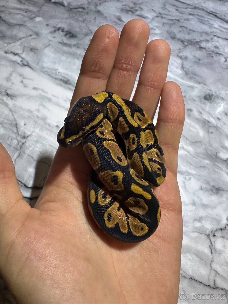 Krajta Královská Python regius Volná mláďata :) - 14