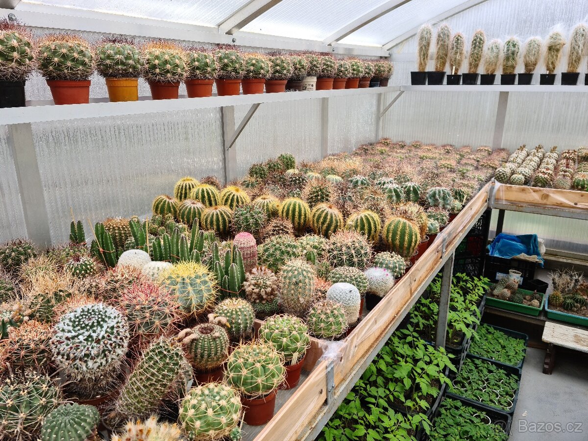 Prodám rozsáhlou sbírku kaktusů - 14
