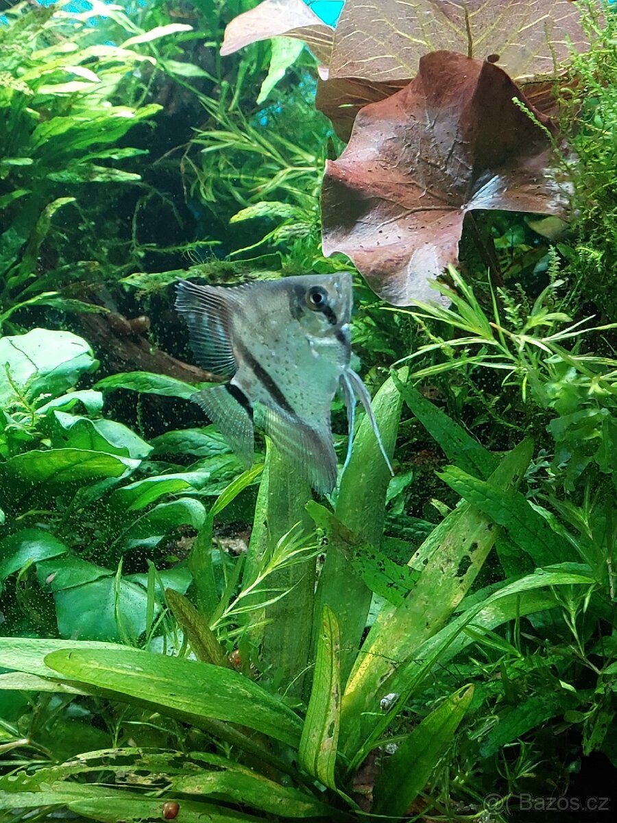 Akvárium i se stolkem - 14