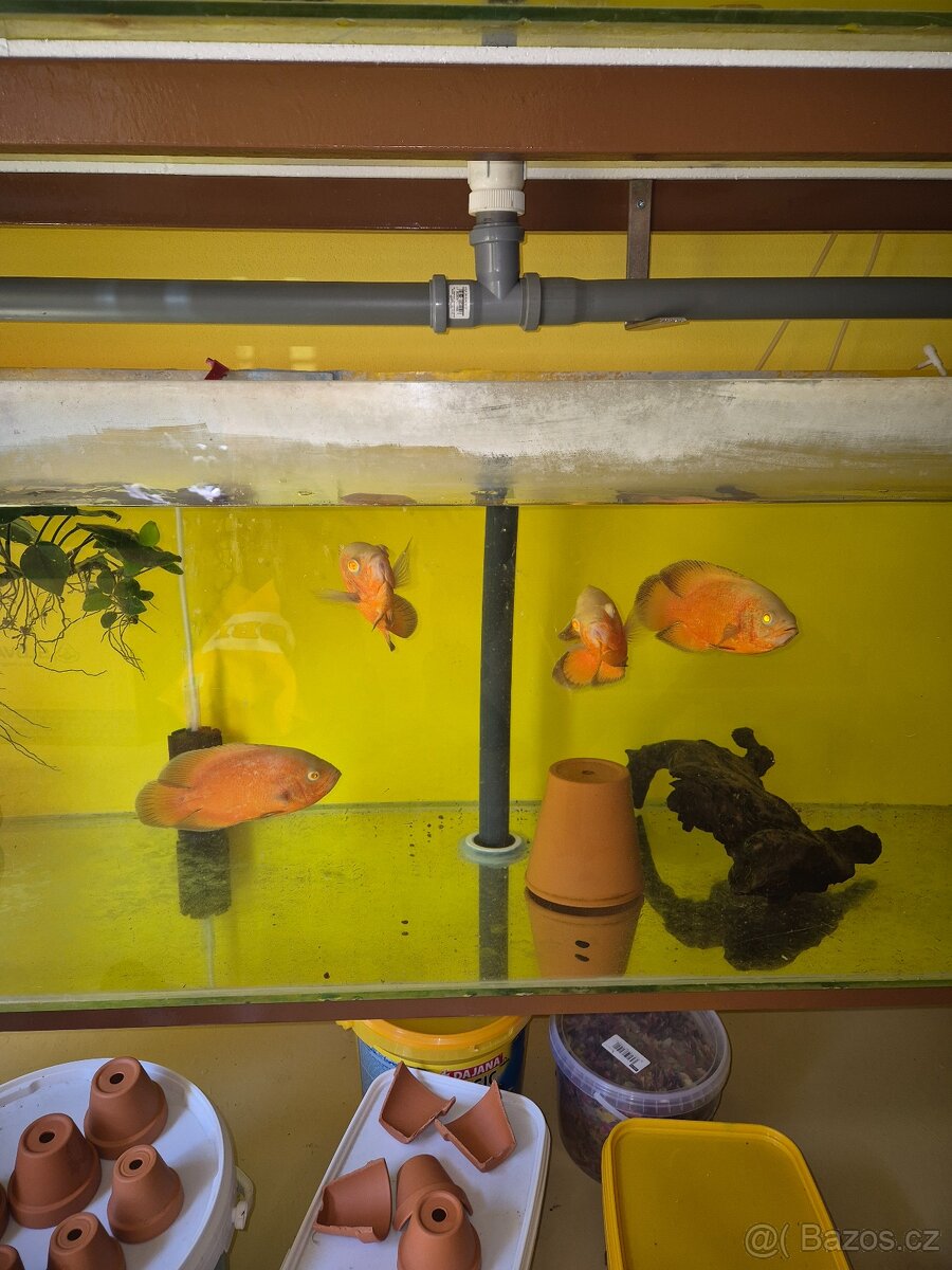 Prodej akvarijních ryb - 14