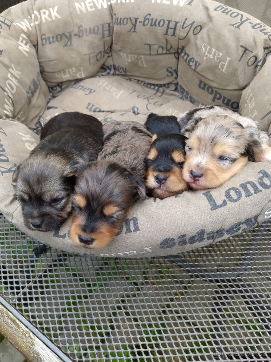 Jorkšírsky teriér, krytí Ne na prodej - 14